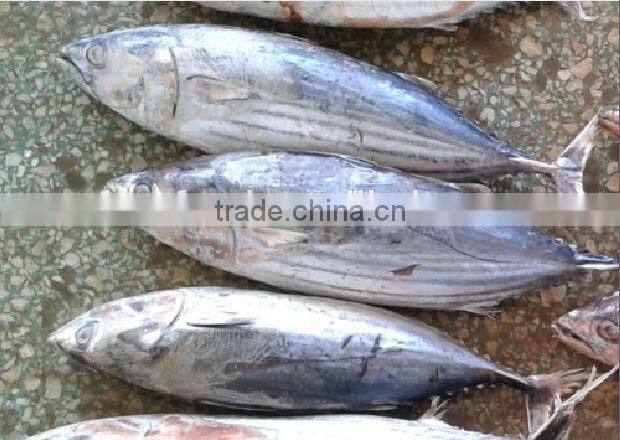 Frozen Skipjack Tuna Whole Round