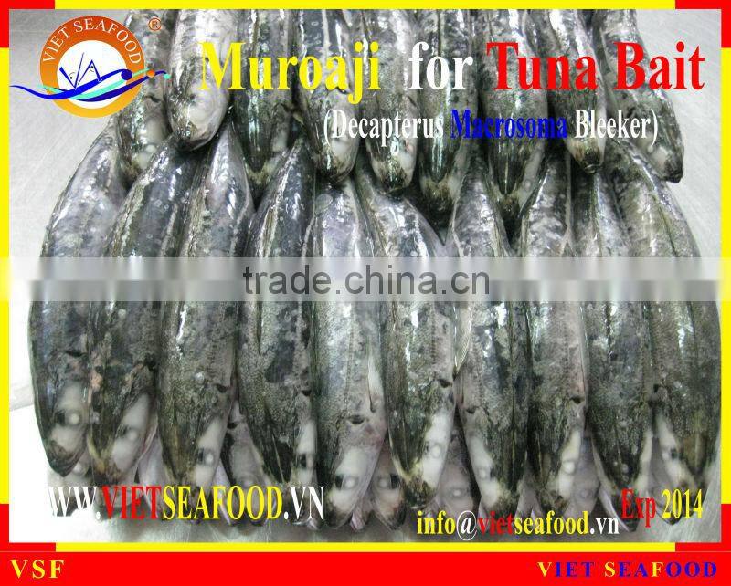 FROZEN MUROAJI FOR TUNA BAIT
