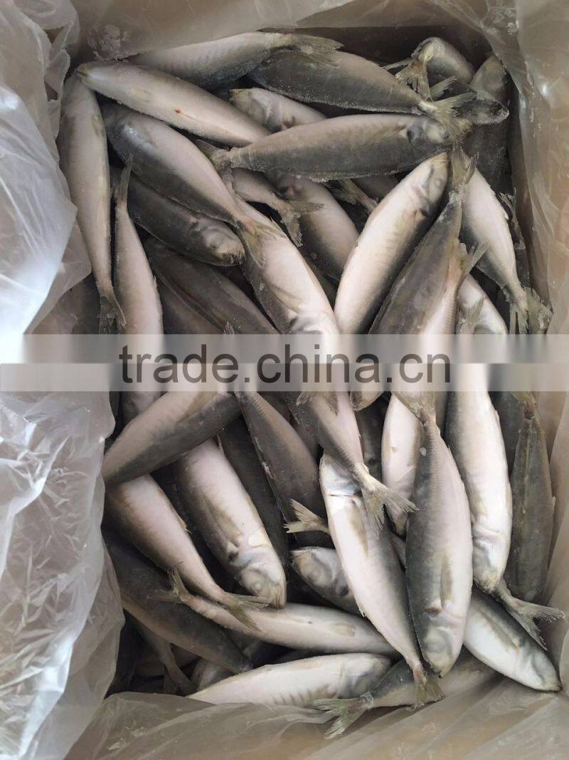 IQF light caught frozen round scad frozen horse mackerel