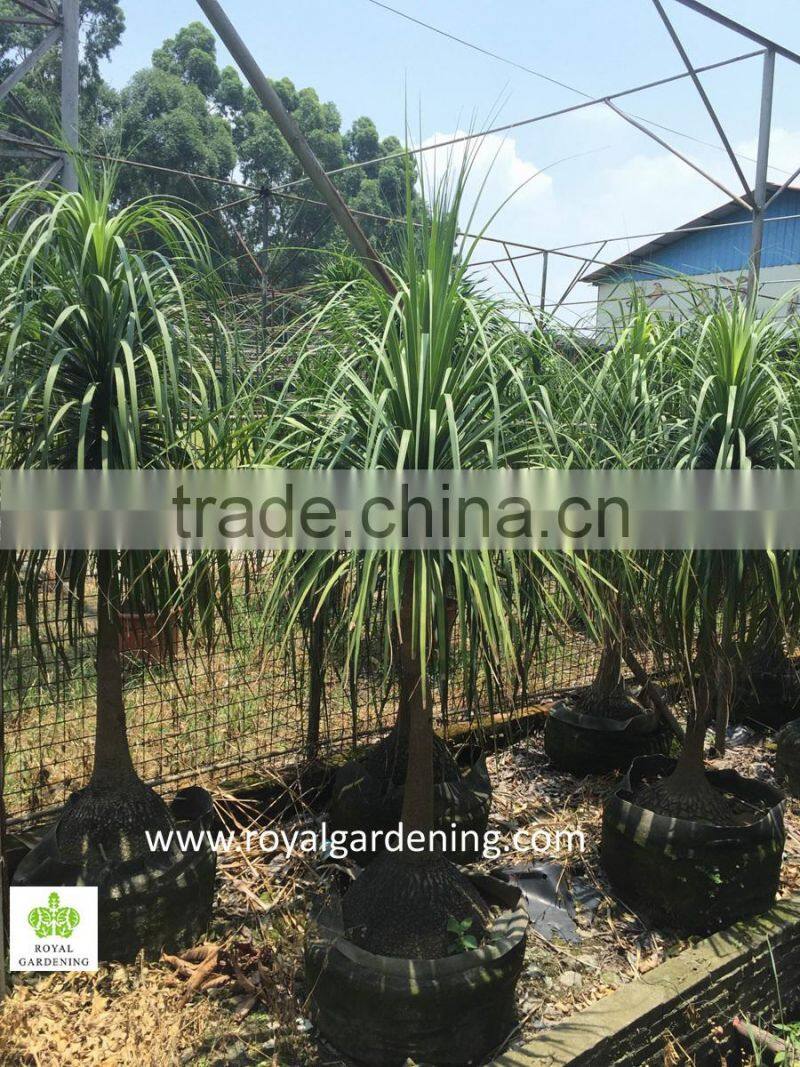 Beaucarnea recurvata ( nolina recurvata) ponytail palms as outdoor plants