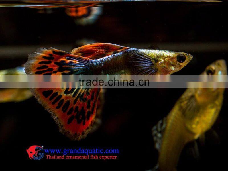 Crobra guppy fish for sale to aquarium fish importer