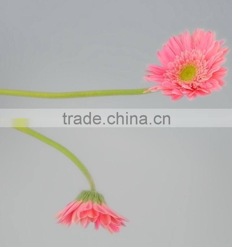 Fashionable Honey fresh cut gerbera flower