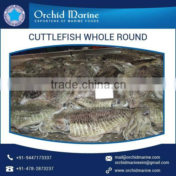 Most Demanding Fresh Cuttlefish Whole Round Available in Tray Packing