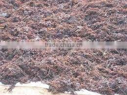 GRACILARIA IN VIETNAM WITH HIGH QUALITY