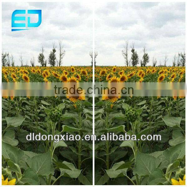 Hulled Sunflower Seed Kernel Bakery Grade