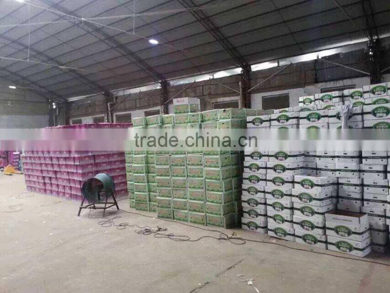 fresh white garlic 55-60cm oganic fresh garlic