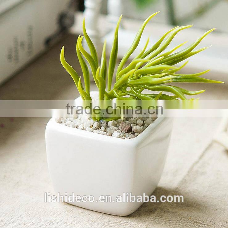 Export Succulent Plants Artificial Succulent Plants Bonsai Succulent Plants