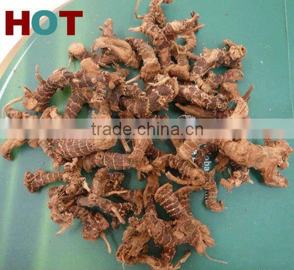 Guangdong Natural Galangal Roots