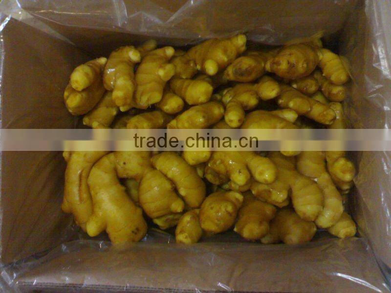 New Chinese Ginger wind dried/ Fresh kept/market spice