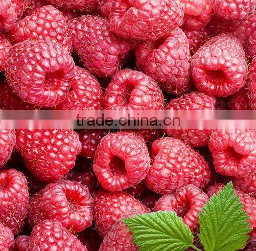 high quality individual quick frozen rasphberry