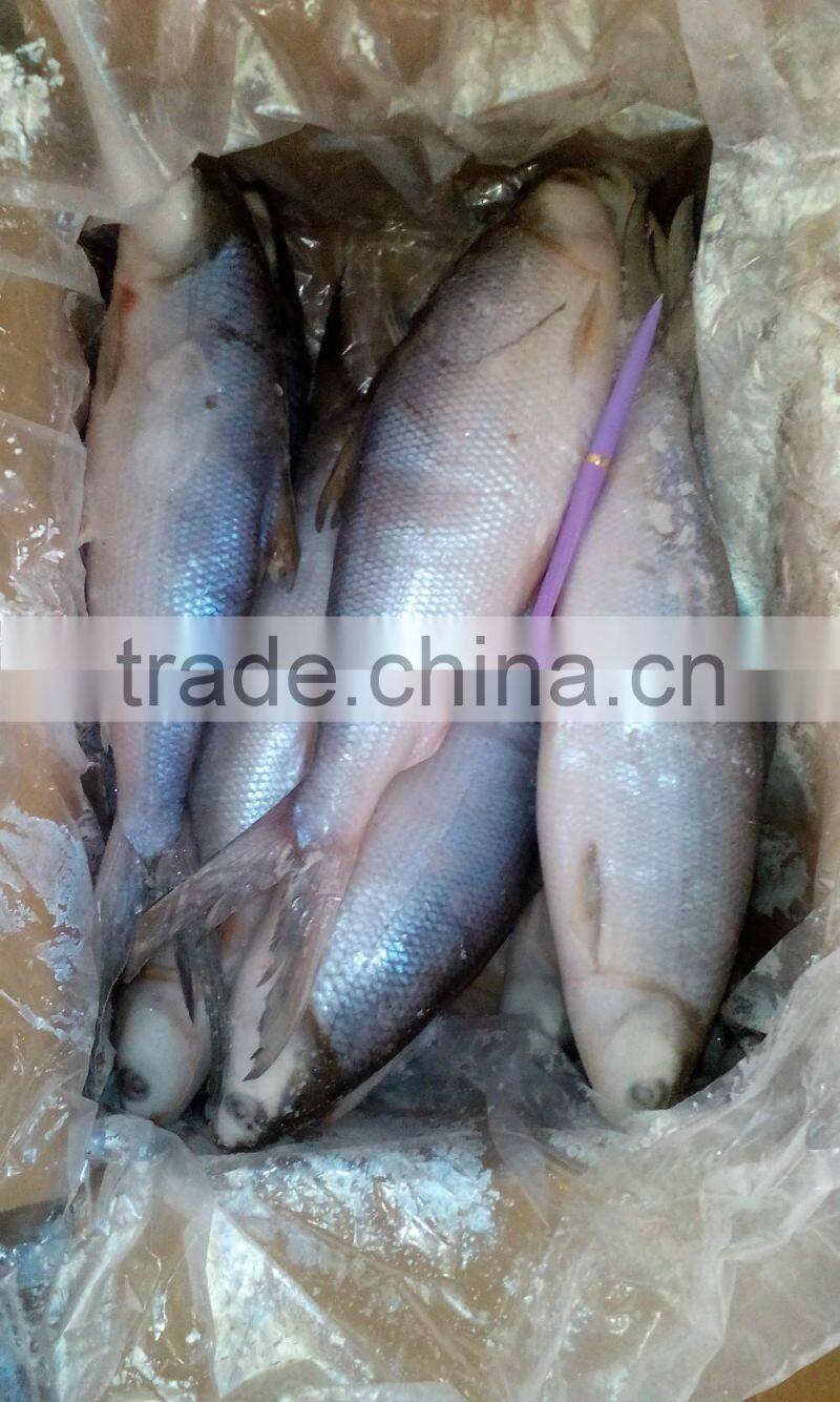 Frozen milk fish whole round