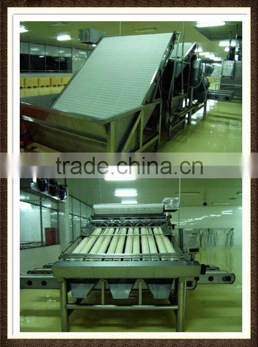 Shrimp Grading Machine