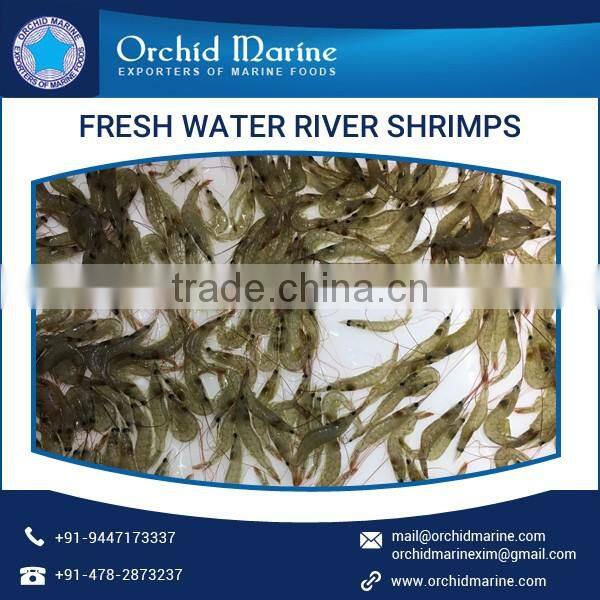Good Quality Fresh Water River Small Shrimps for Bulk Export