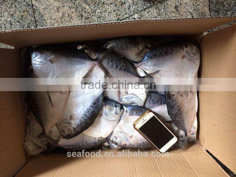 frozen moonfish100-150 /pc whole round Mene Maculata seafood