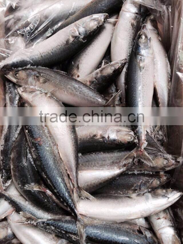 Frozen Mackerel