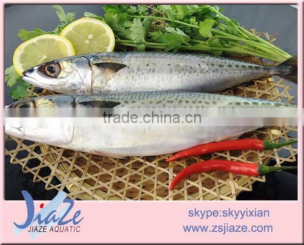 Frozen Whole Round Mackerel