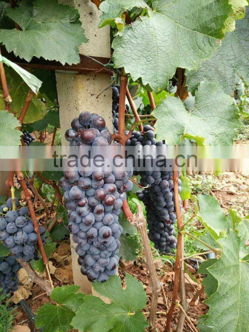 Chinese Fresh Black Globe Grape