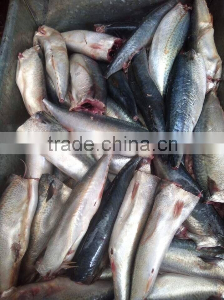 HGT 100-200g Frozen Mackerel