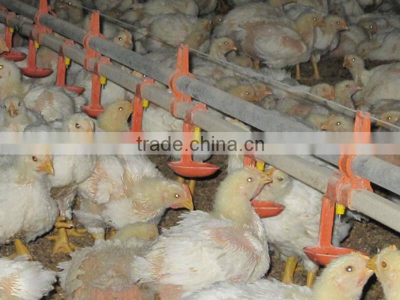 Top quality automatic poultry farm equipment for broiler