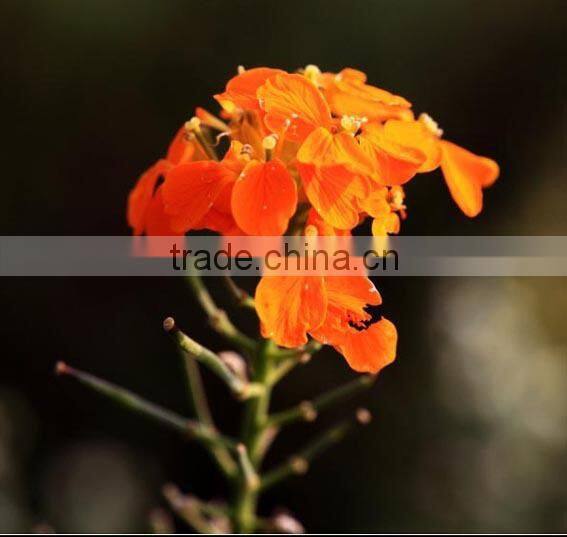 Common Wallflower ,Cheiranthus cheiri Linn.flower seed,herb seed,vegetalbe seed,fruit seed,grass seed