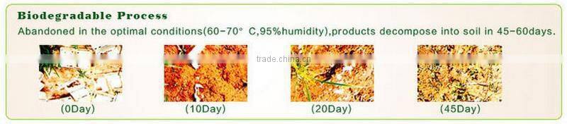 Biodegradable Unbleached Sugarcane Pulp Food Tray with 5 Compartments