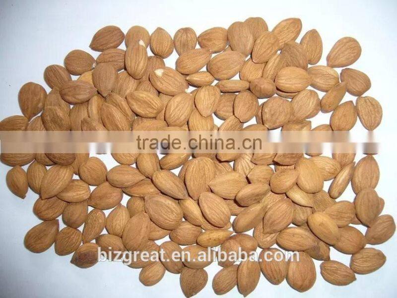 Supply Bulk Sweet Apricot Kernels with Youyi Type