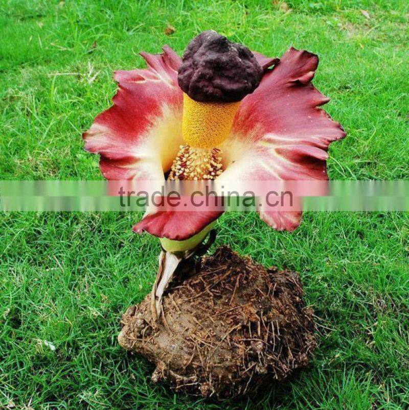Konjac gum base huge konjac plantng area owned natural addtive