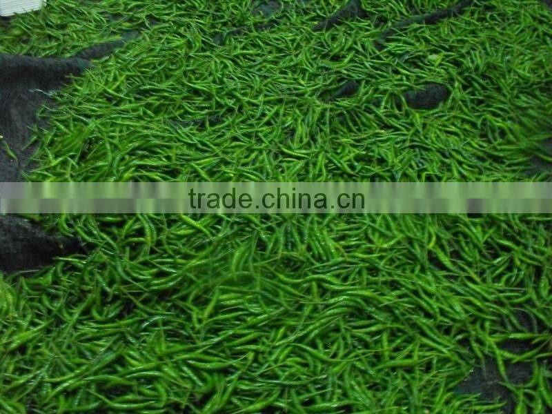 Vietnam Fresh Chili Very Hot competitive price