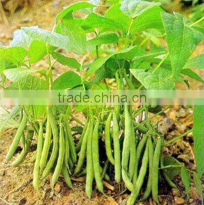 dehydrated green beans 2012