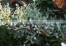 Juniper Berry Oil manufacturer.