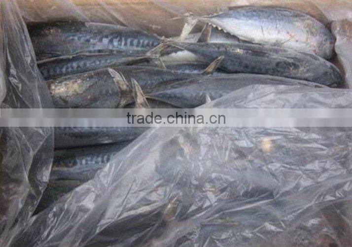 Frozen Bonito for Canning