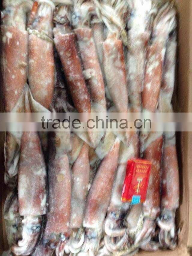 Frozen Todarodes Pacificus Squid