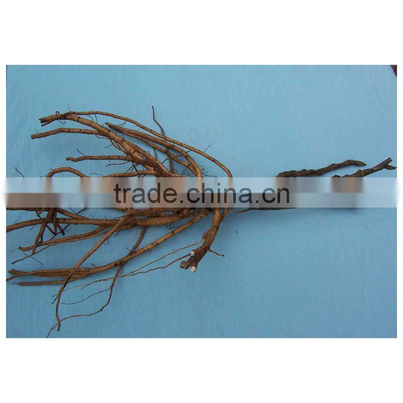 Tree Peony Plant Root 3 years old 3 shoots (branches)