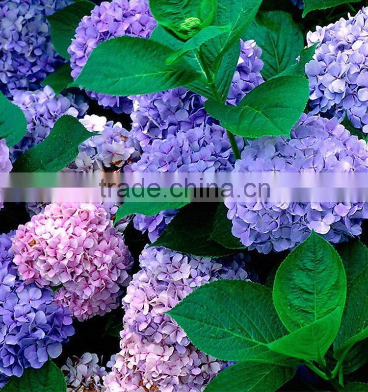 Super quality hotsell real look hydrangea