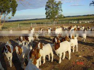 sell animal sheep ear tag ,laser ear tag