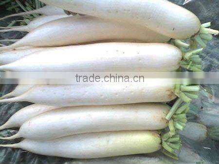 White fresh radish/ white turnip