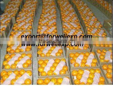Fresh Mandarin ( Calamantine ) From Egypt