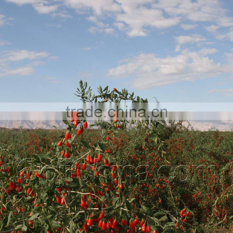 Organic Ningxia Goji Juice