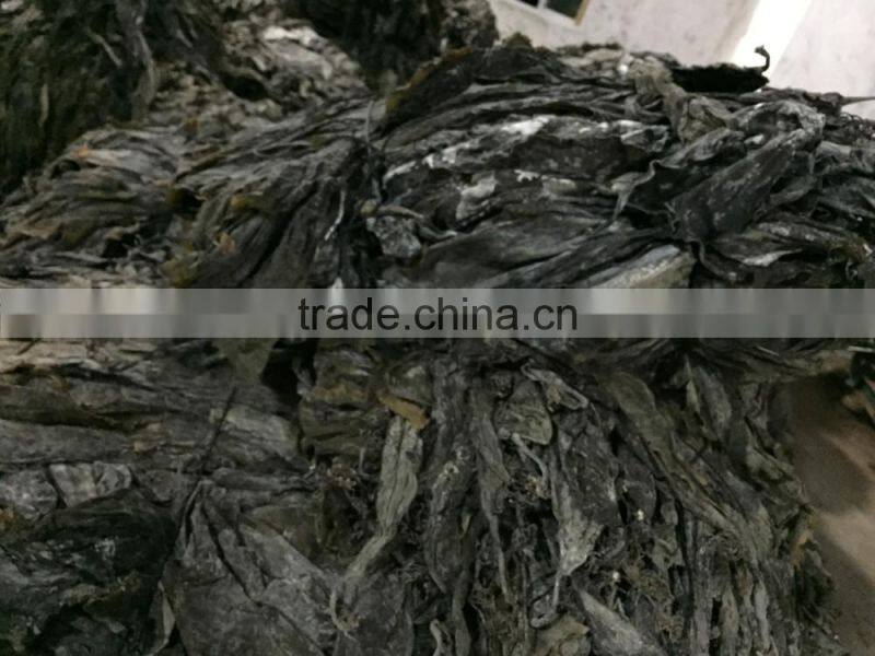 brown kelp, nature kelp seaweed,brown kelp algae,seaweed, abalone feed, fodder,