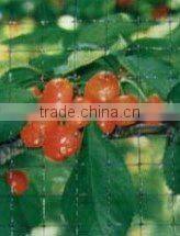 HDPE fruit tree nets(manufacturer/ISO2001)