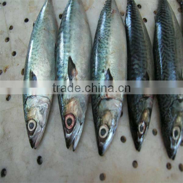 fresh seafood and frozen mackerel fish for sale