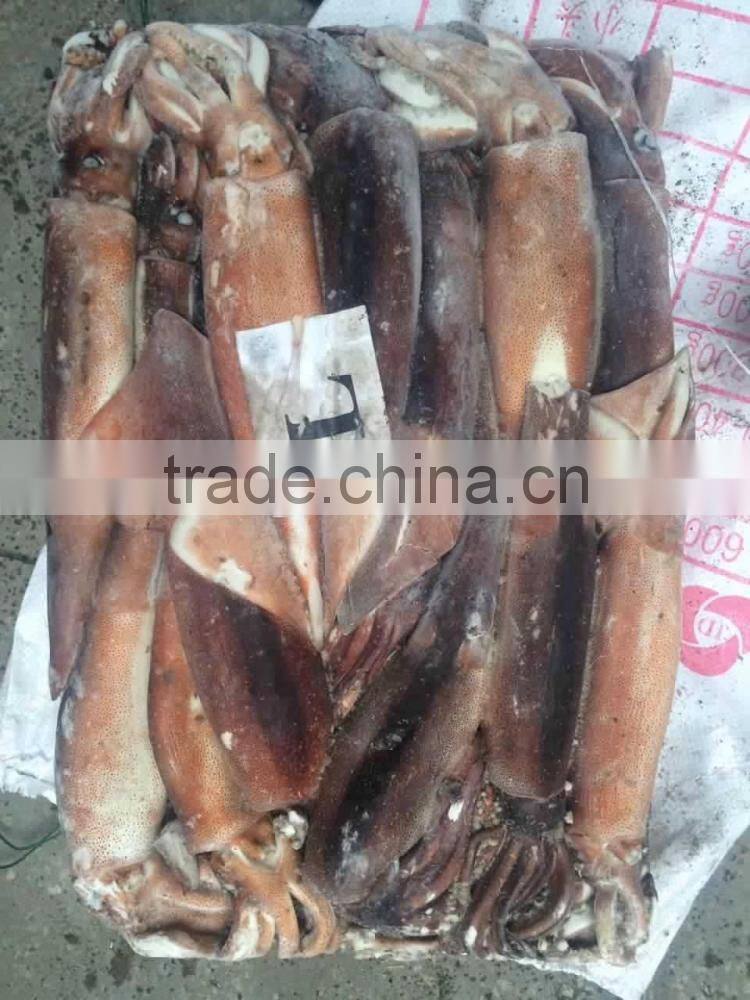 Frozen argentina squid illex squid jigger squid whole round