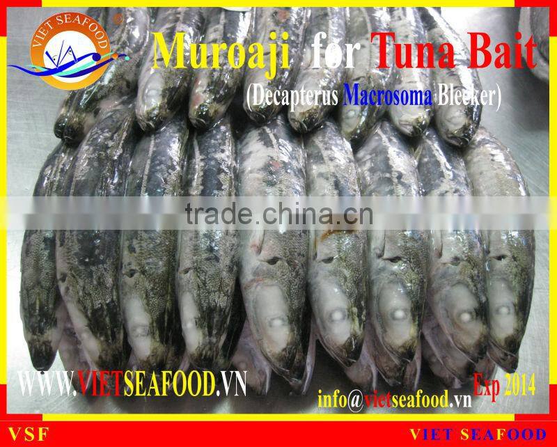 MUROAJI FOR TUNA BAIT
