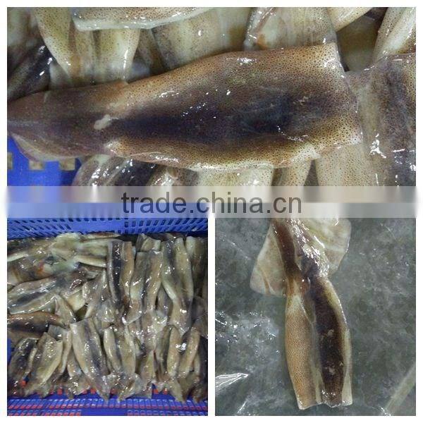 Frozen Illex Squid Tube