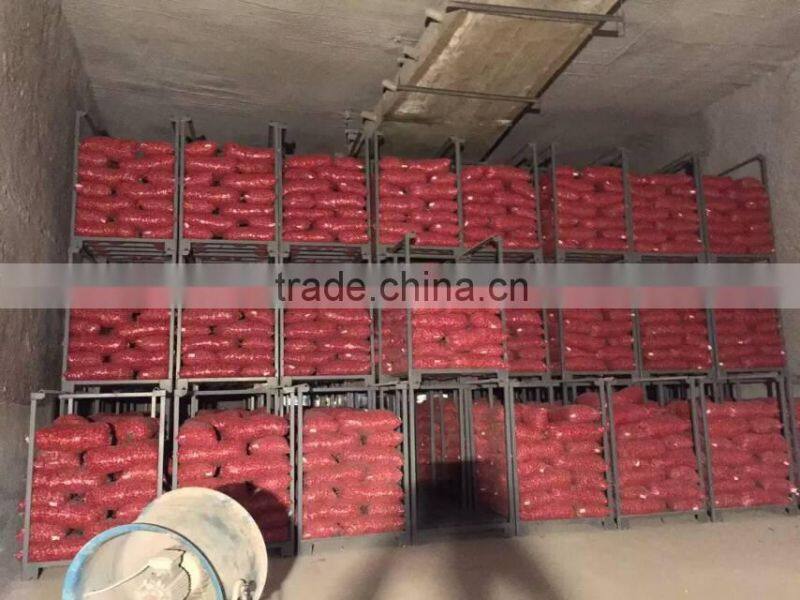 2015 100% Fresh shallot onion in China