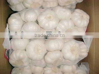shandong new garlic price of sale