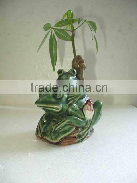 decorative pachira ornamental plants
