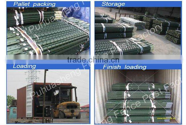 Hot dipped T post galvanized with spade (trade & factory)