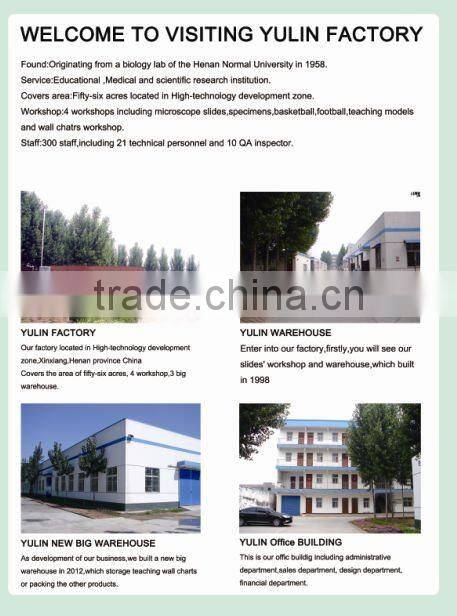 insect specimens,laboratory preserved specimen,50 kinds Chinese butterflies specimen for scientific research, teaching