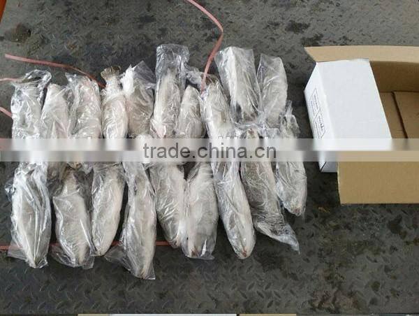 Frozen Seabass/chilean Seabass Fish Fillet